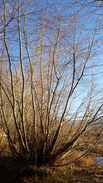 Image of thinleaf alder