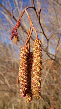 Image de Alnus incana subsp. tenuifolia (Nutt.) Breitung