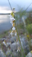 Image of Reflexed Rockcress