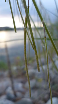 Image of Reflexed Rockcress