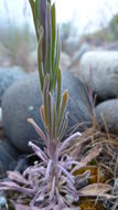 Image of Reflexed Rockcress