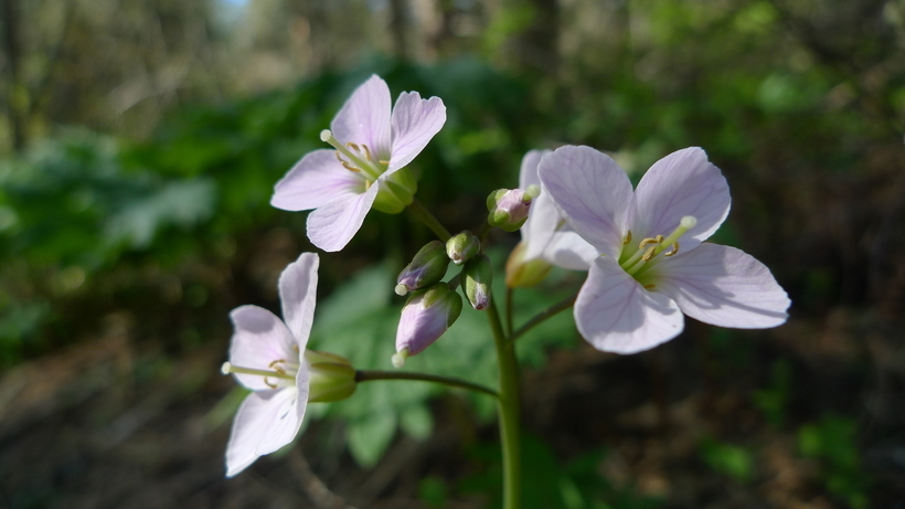 Слика од Cardamine nuttallii Greene