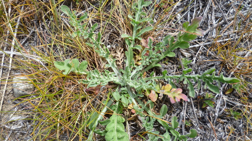 Image of diffuse knapweed