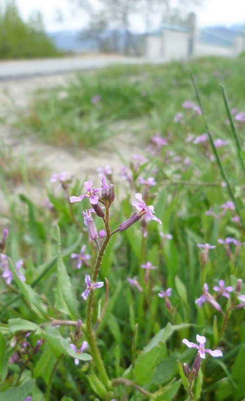 Image de Chorispora tenella (Pall.) DC.