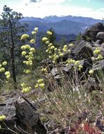 Image of Eriogonum strictum var. anserinum (Greene) S. Stokes