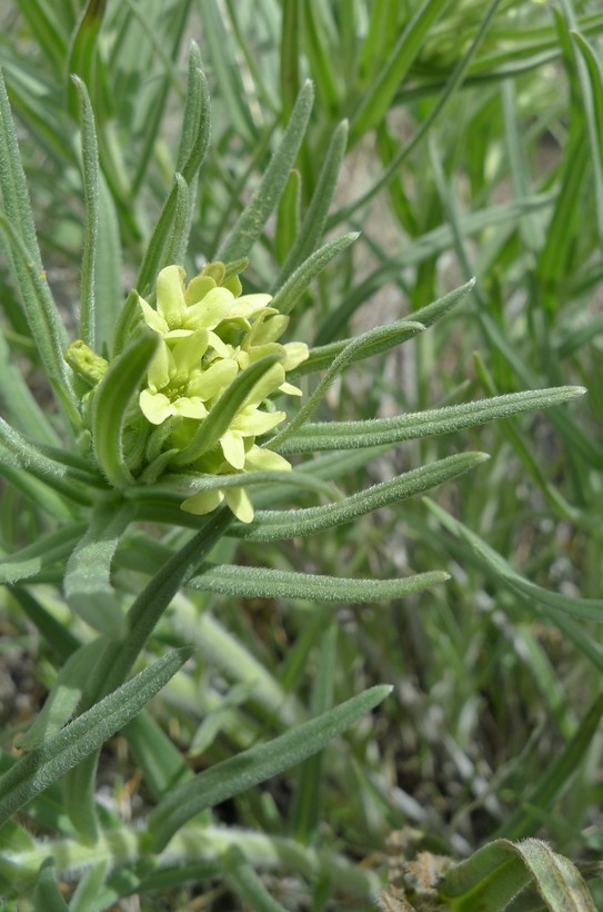 Image de Lithospermum ruderale Dougl. ex Lehm.