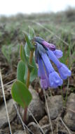 Mertensia longiflora Greene resmi