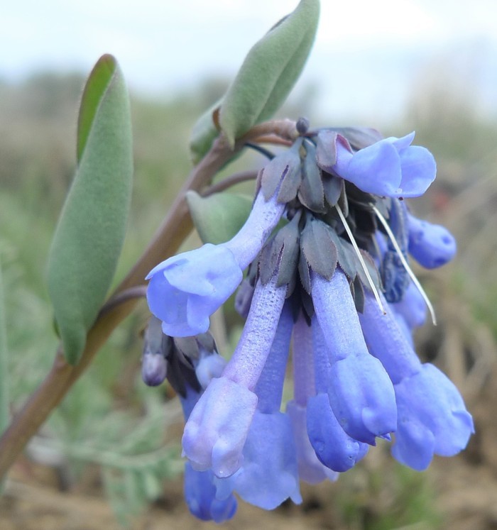 Mertensia longiflora Greene resmi