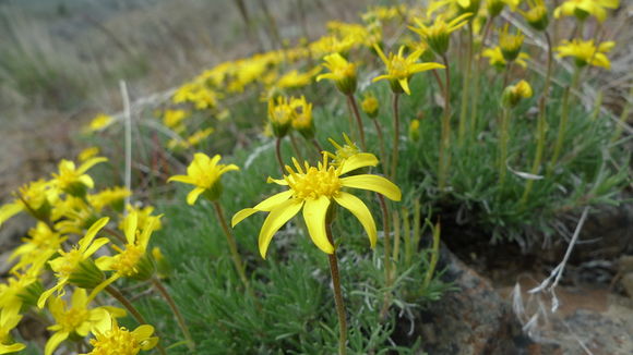 Image of narrowleaf mock goldenweed