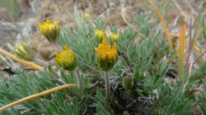 Plancia ëd Nestotus stenophyllus (A. Gray) Urbatsch, R. P. Roberts & Neubig