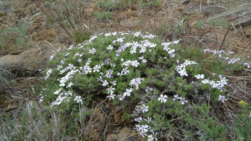 Image of tufted phlox