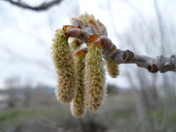 Image of White Poplar