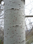 Image of White Poplar