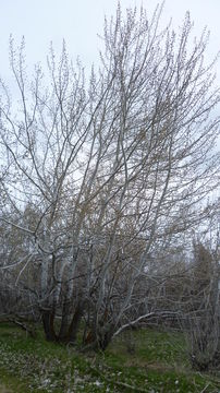 Image of White Poplar