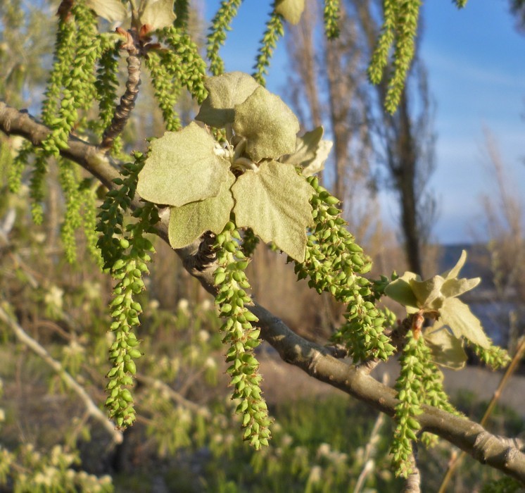 Image of White Poplar