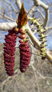 Image of Black Cottonwood