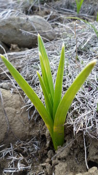 Image of foothill deathcamas