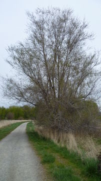 Image of Siberian Elm