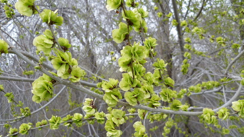 Image of Siberian Elm