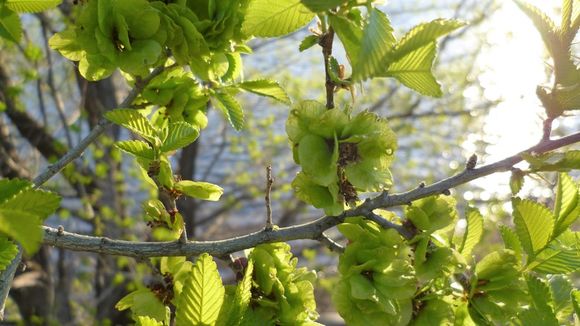 Image of Siberian Elm