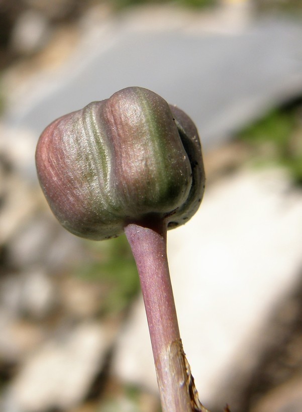Image of Zephyranthes lindleyana Herb.