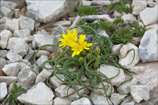 Слика од Scorzonera austriaca Willd.