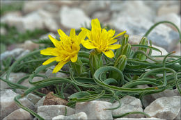 Image of Scorzonera austriaca Willd.
