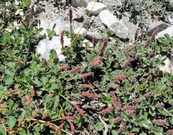 Image of round copperleaf