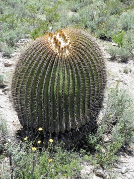 Image of Cactus