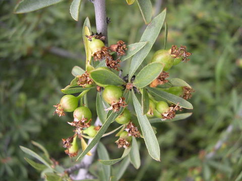 Image of wild crab apple