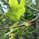 Sivun Acer glabrum var. douglasii (Hook.) Dippel kuva