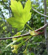 Image of Douglas maple