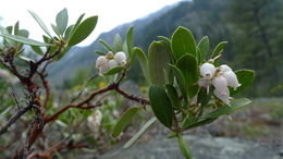 Imagem de Arctostaphylos nevadensis A. Gray