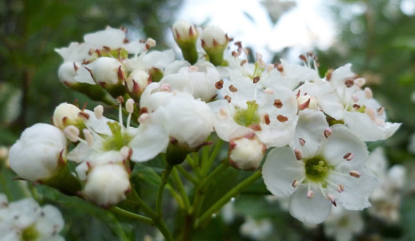 Image of black hawthorn