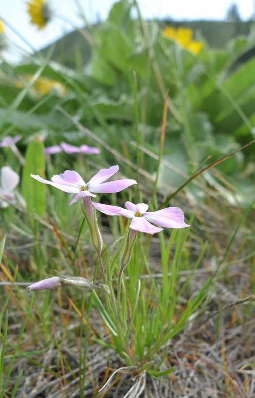 Image of longleaf phlox