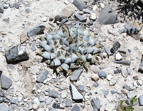 Ariocarpus retusus Scheidw. resmi