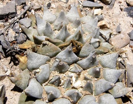 Ariocarpus retusus Scheidw. resmi