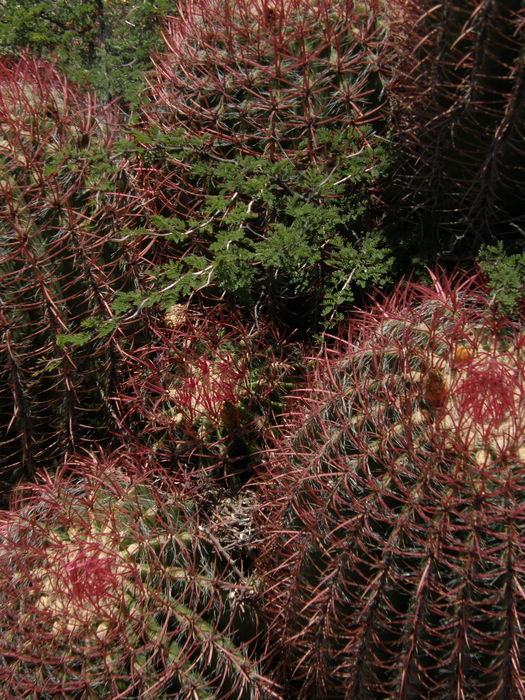 Ferocactus pilosus (Galeotti) Werderm. resmi