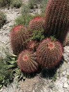 Ferocactus pilosus (Galeotti) Werderm. resmi