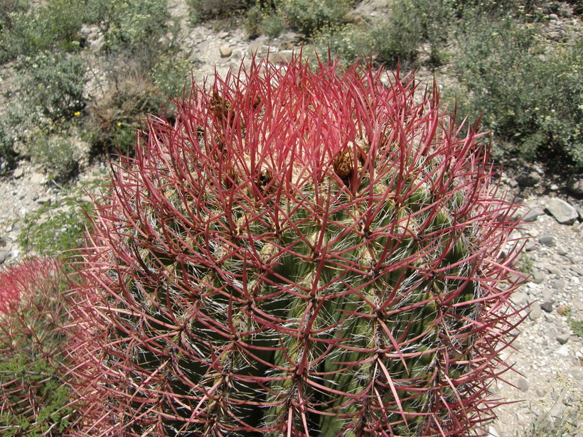 Ferocactus pilosus (Galeotti) Werderm. resmi