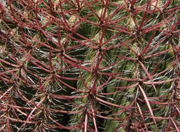 Ferocactus pilosus (Galeotti) Werderm. resmi