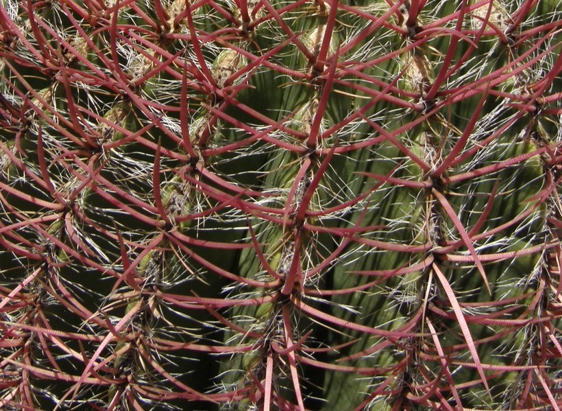 Ferocactus pilosus (Galeotti) Werderm. resmi