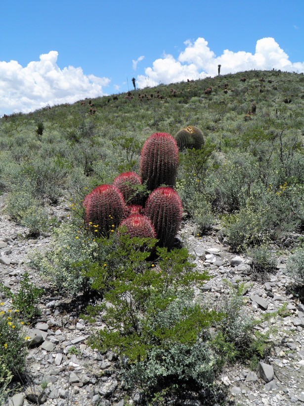 Ferocactus pilosus (Galeotti) Werderm. resmi