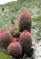 Ferocactus pilosus (Galeotti) Werderm. resmi