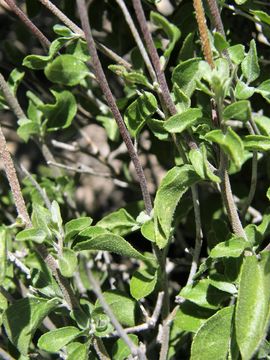 Image de Jefea brevifolia (A. Gray) J. L. Strother