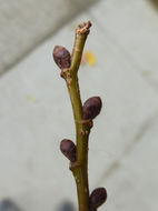 Image of Siberian Elm