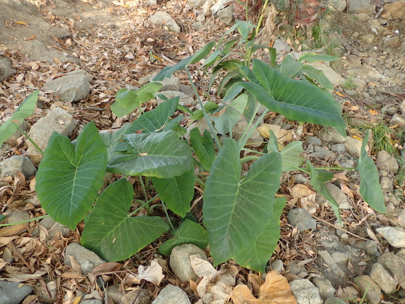 Image de Colocasia esculenta (L.) Schott