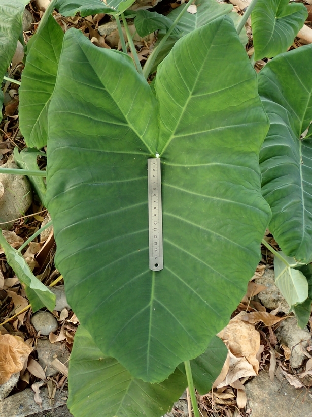 Image de Colocasia esculenta (L.) Schott