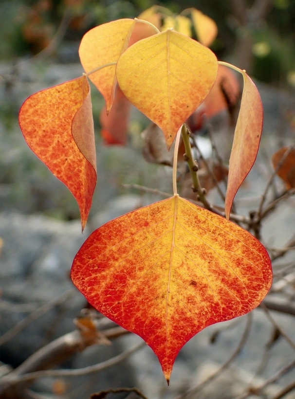 Sivun Triadica sebifera (L.) Small kuva