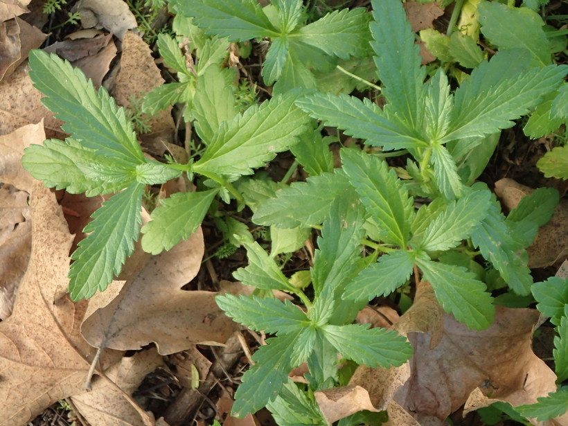 Image of herb of the cross